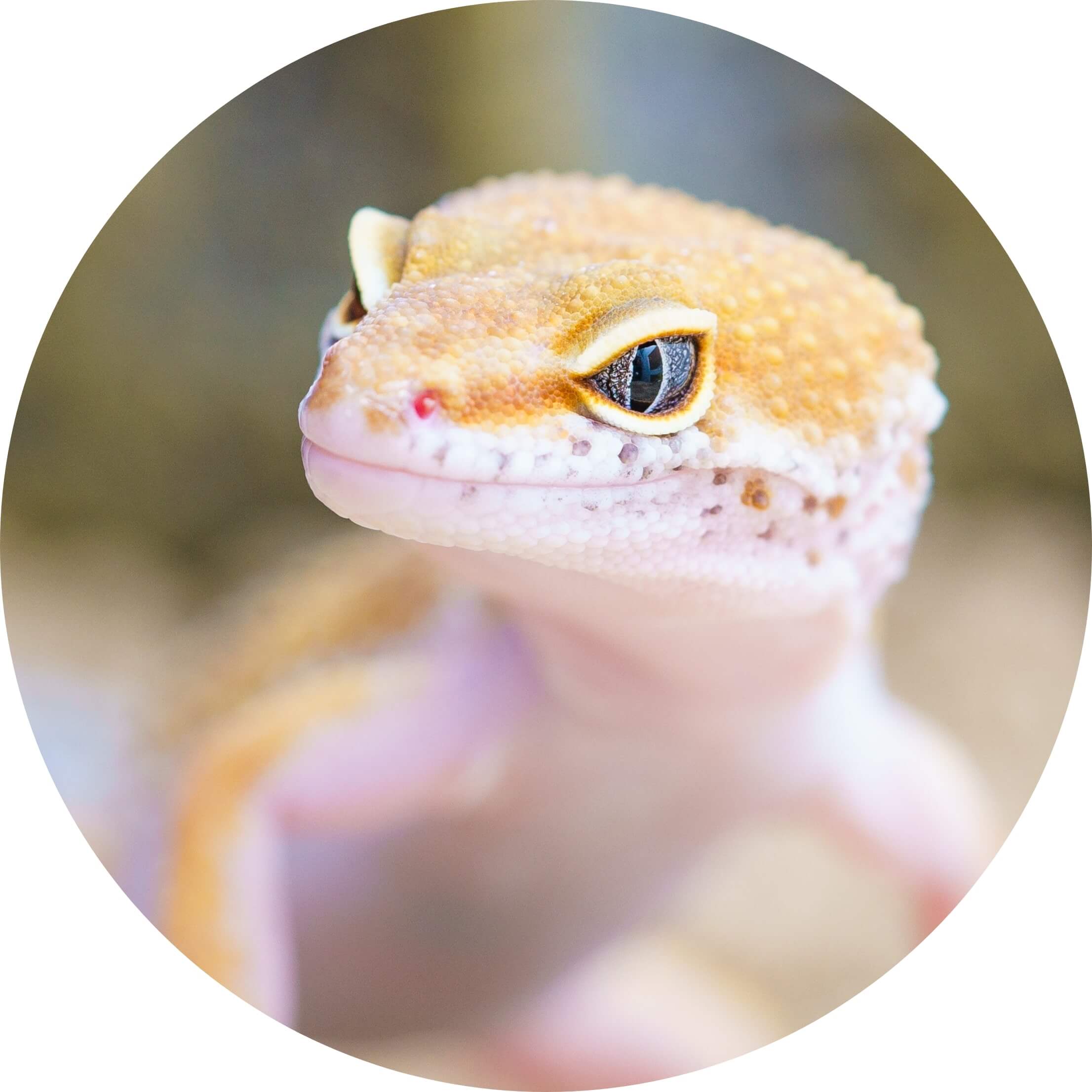 Lizard Pest Control Lizard Pest Control