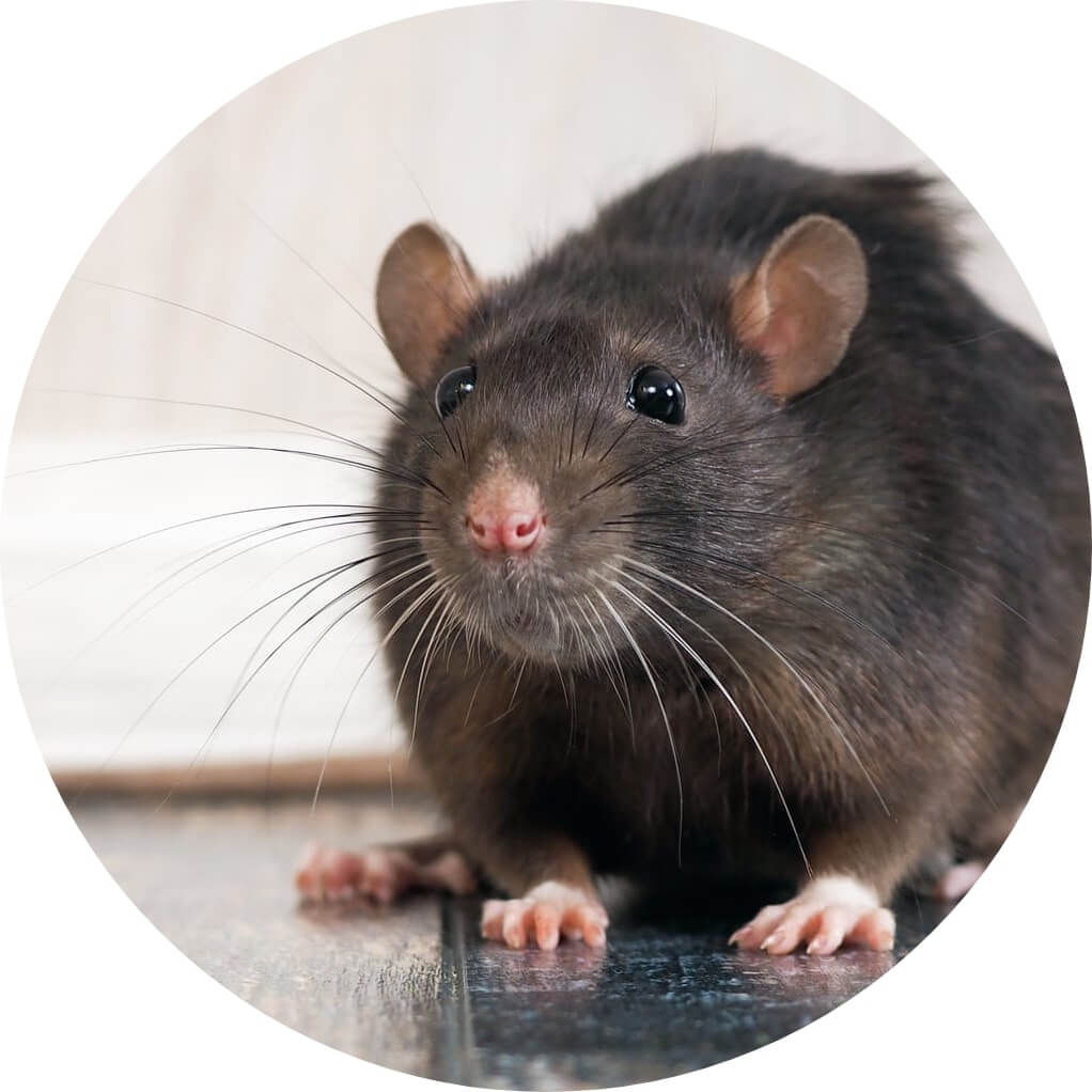 Rodent Pest Control Rodent Pest Control