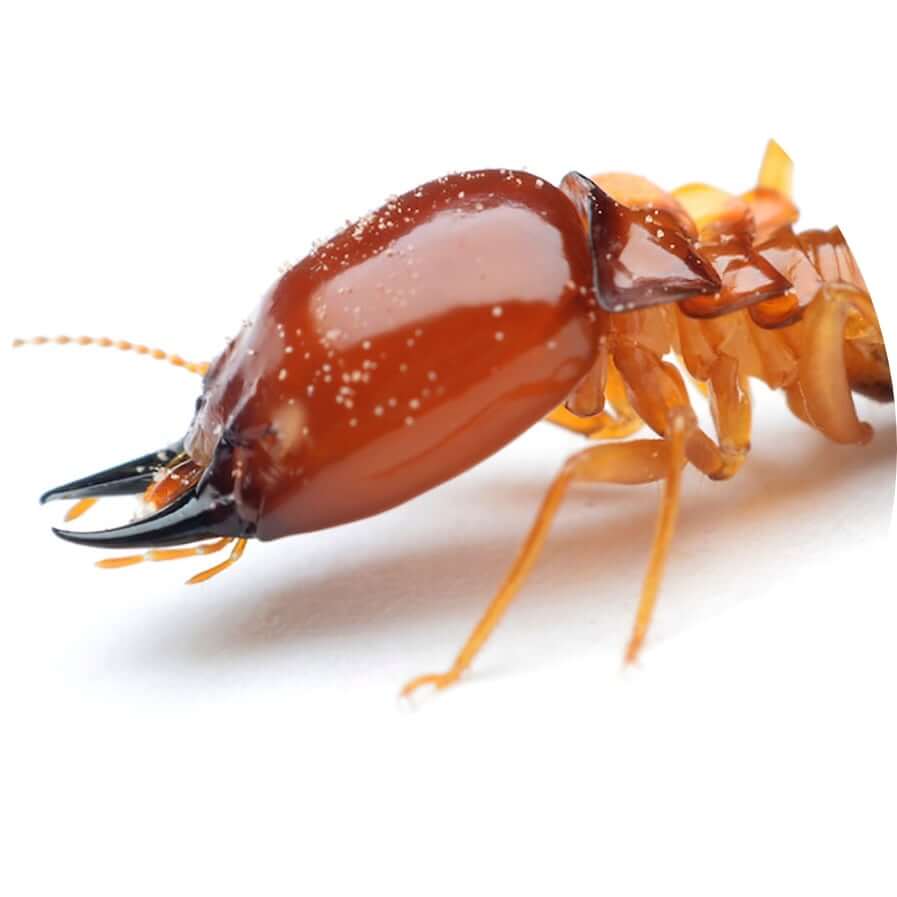 Termite Pest Control Termite Pest Control