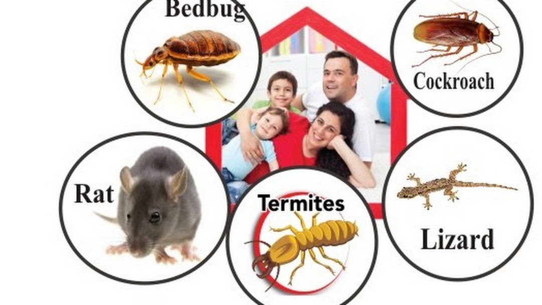 pest control service in new delhi pest control service in new delhi